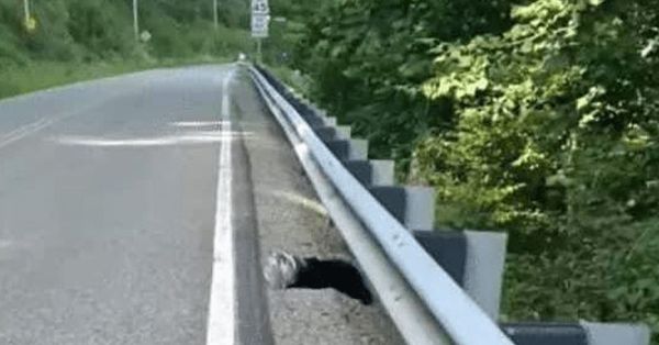 Baby Bear Rescued from Plastic Jar by Park Ranger