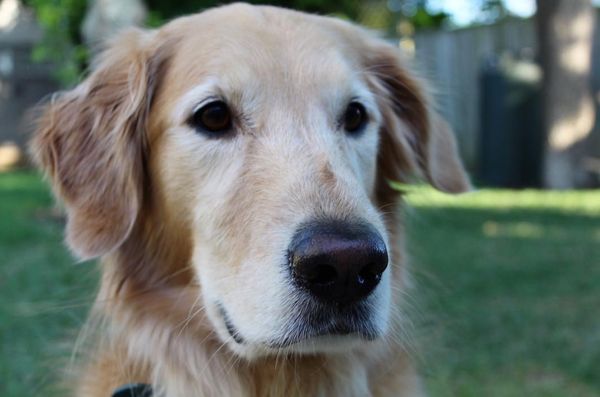 Huck, the Roof Dog: A Tale of Antics and Adventure