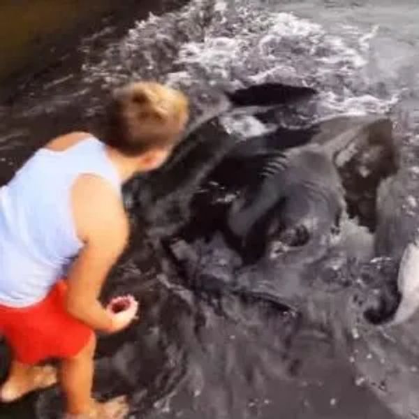 Unlikely Friendship: A Young Man’s Morning Ritual with a Massive Manta Ray