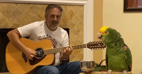 18-Year-Old Parrot Sings Along to “Stairway to Heaven” with Owner