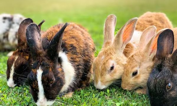 Understanding the Actions of a 9-Year-Old Boy at the Petting Zoo