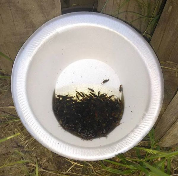 Get Rid of Earwigs with This Handy Hack