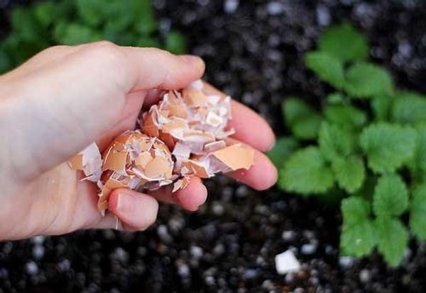 Eggshells in Soil