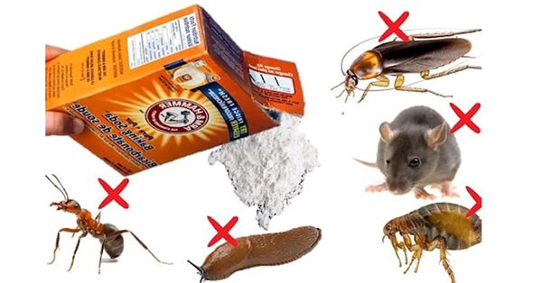 How to Keep Insects Away from Your House with Baking Soda