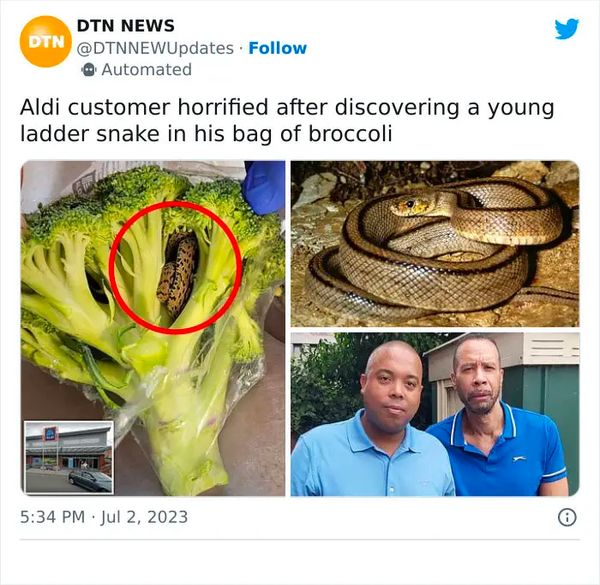 Surprise in the Kitchen: A Snake in the Broccoli!