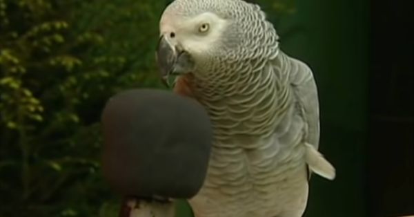 The Remarkable African Gray Parrot Named Einstein