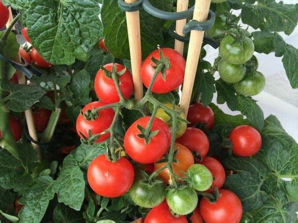 Vegetable Garden