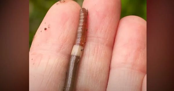 If You Spot a Worm with a Ring around It, It’s Time to Take Action!