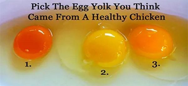 Cooking with Eggs: Choosing the Best Quality