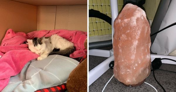 The Potential Dangers of Himalayan Salt Lamps for Pets