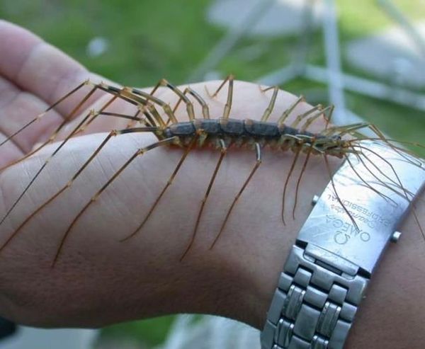 The Surprising Reason You Shouldn’t Kill House Centipedes