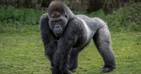 Gorillas at the Zoo: A Comical Lesson in Reproduction