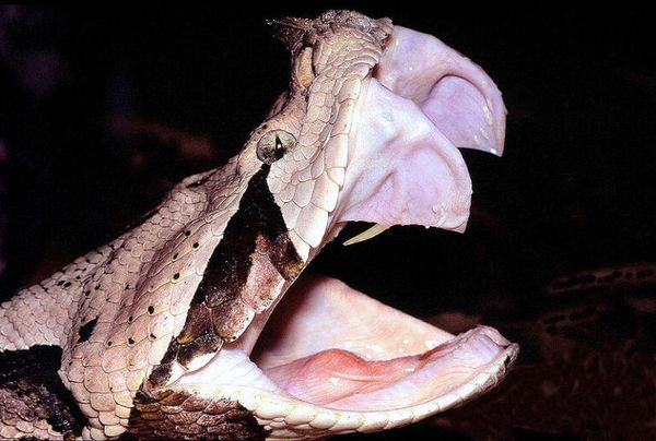 The Intriguing World of the Gaboon Viper