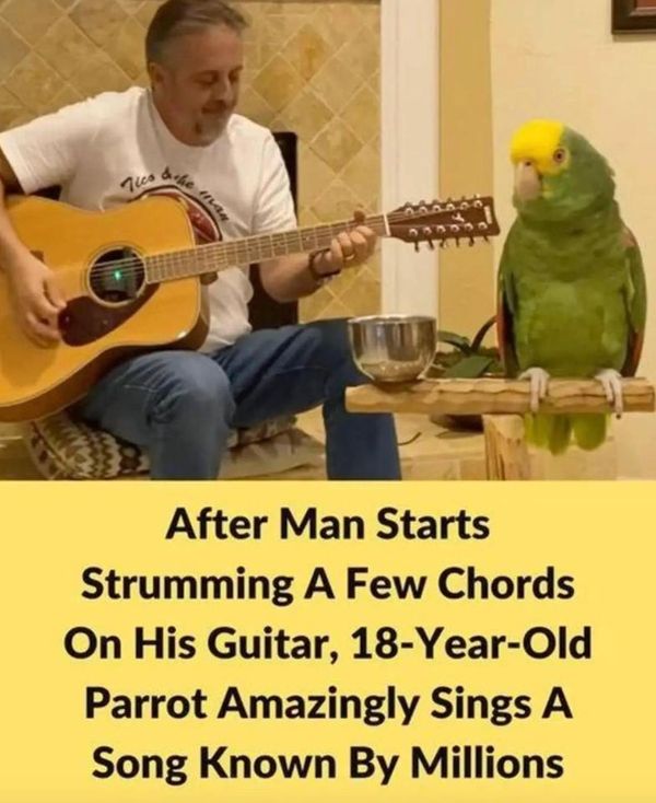 A Surprising Musical Talent: Tico the Parrot Joins His Human in Singing “Stairway to Heaven”