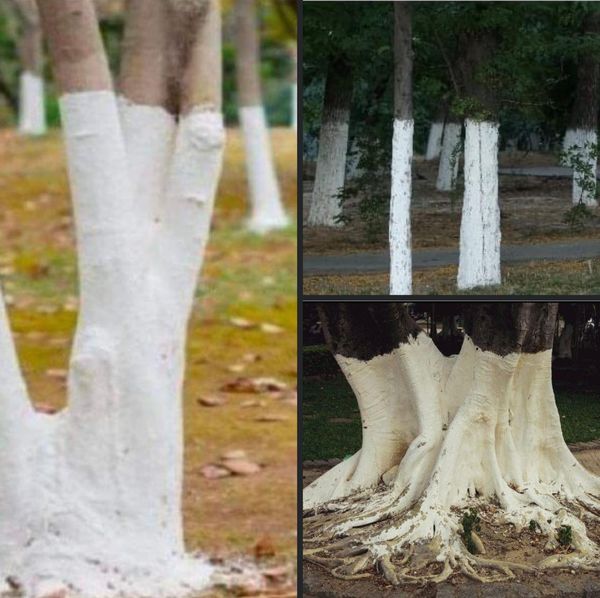 If You Spot White-Painted Trees, Here’s What It Means