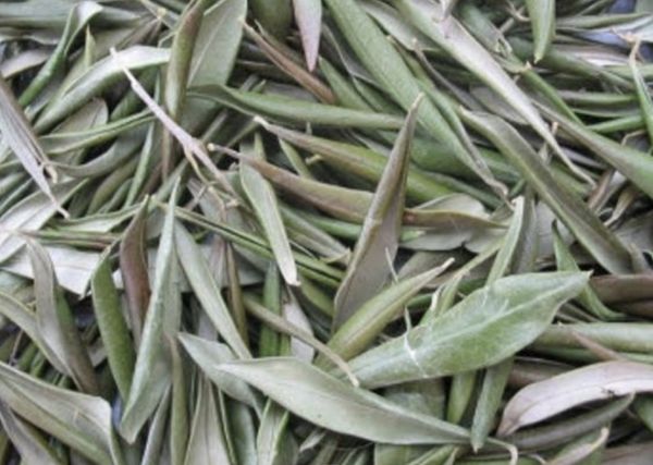 The Healing Power of Dried Olive Leaves: Harnessing Nature’s Treasure