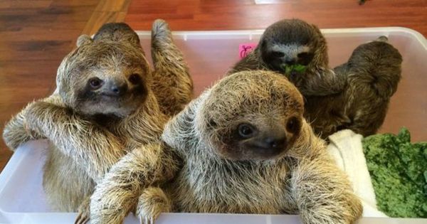 These Baby Sloths Will Melt Your Heart