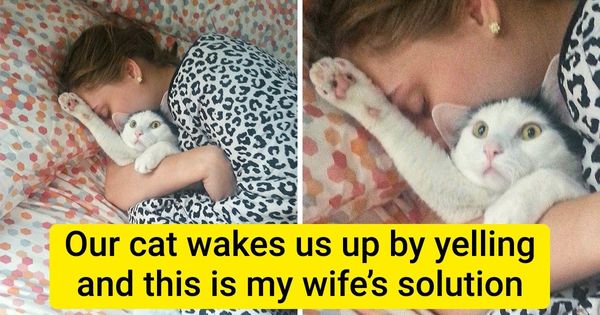 20+ Cats Who Forgot That They Were Supposed to Be a Source of Cuteness