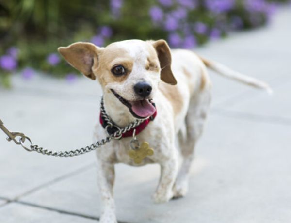 One Man’s Unwavering Commitment to His Rescue Dog