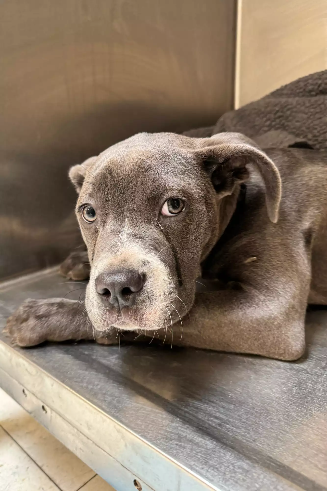 Dog Abandoned with Teary Eyes and a Note Finds a Loving Home