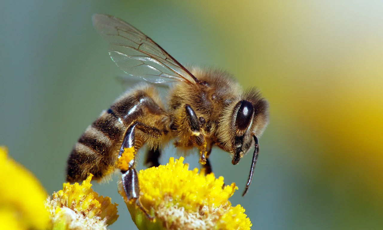 If The Bees Die – We Die: Here’s What You Need To Know