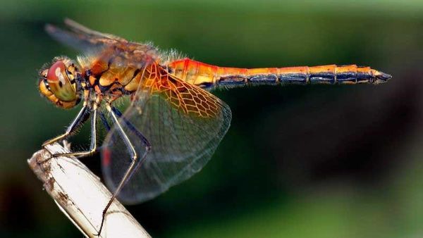 Dragonflies: Nature’s Magnificent Mosquito Control