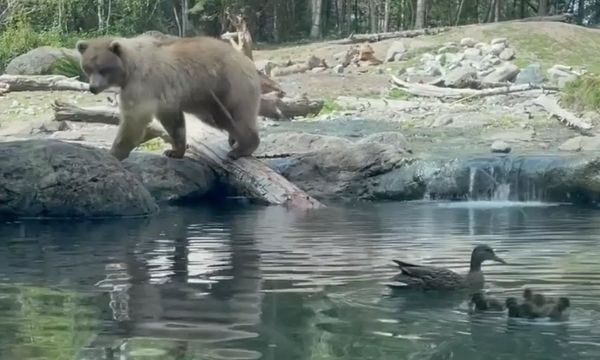 Horrifying Moment When Children Witness a Bear Devour Ducklings at the Zoo