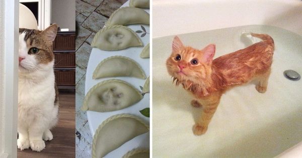 23 Audacious Pets That Were Caught Red-Pawed