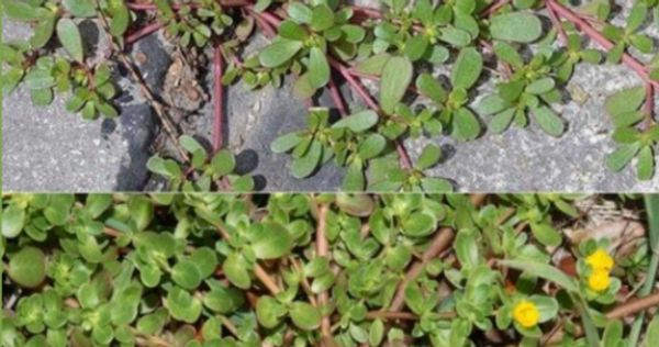 Purslane: The Superfood Growing in Your Yard