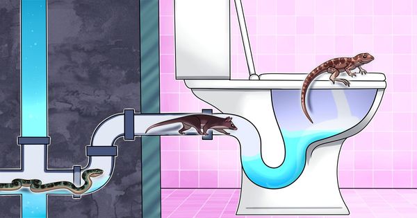 5 Creatures That Can Crawl In Through Your Toilet and How to Stop Them