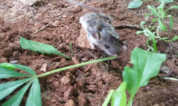 Wild Mouse Can’t Stop Eating A Cannabis Plant