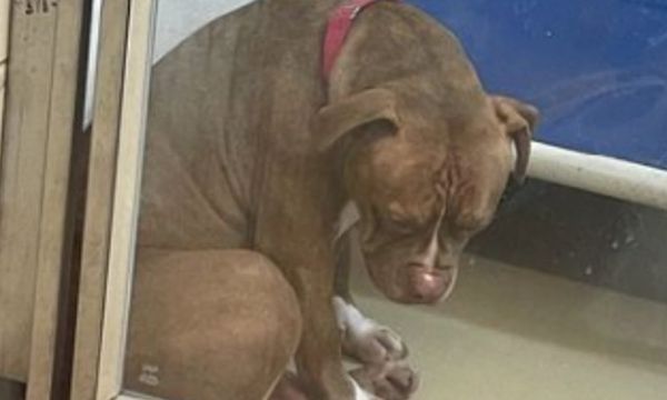 Heartbreaking Photo As Pit Bull Loses All Hope After Adoptions Fail