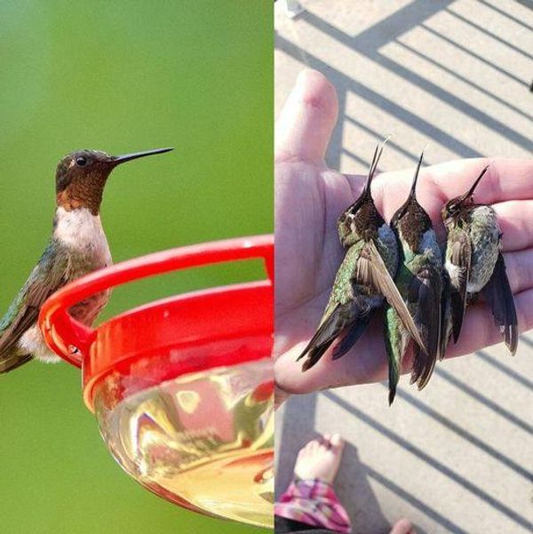 Hummingbird Feeders: A Vital Responsibility