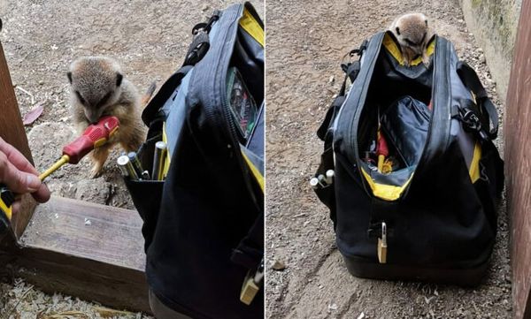 Electrician Spends The Day At The Zoo Playing With The Meerkats