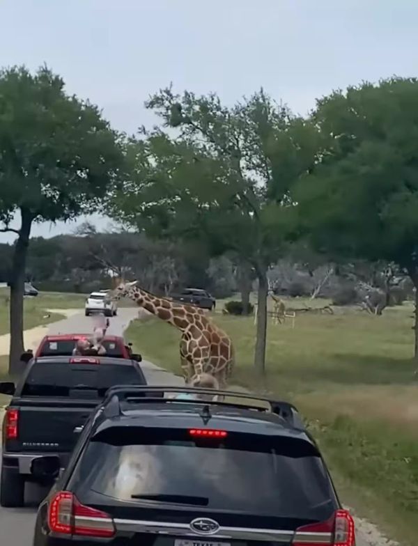 Giraffe Pulls 2-Year-Old Toddler Out of Car at Safari Park