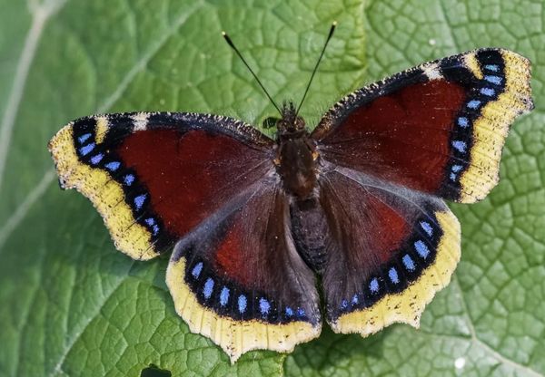 The Amazing World of the Mourning Cloak Butterfly