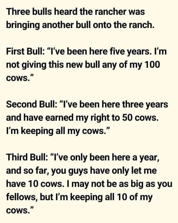 Friendly Bulls on the Ranch