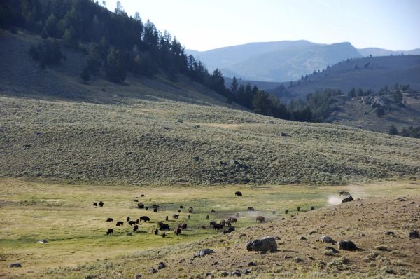 Yellowstone National Park Renames Mount Doane to First Peoples Mountain