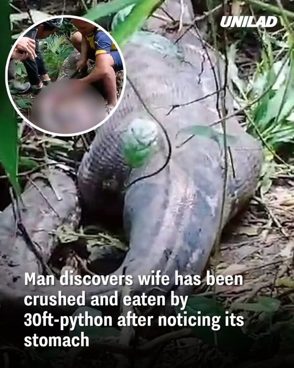 Man Discovers Wife Eaten by Python: A Tragic Incident in Indonesia