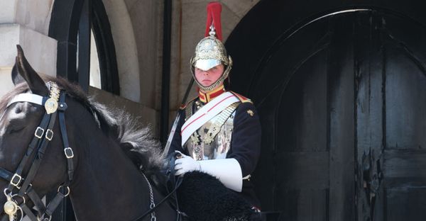 Tourist Faints After Being Bitten by King’s Guard Horse… Right in Front of Warning Sign