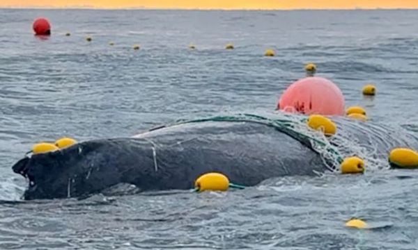 Paddle Boarders Face Heavy Fines for Rescuing Humpback Whale