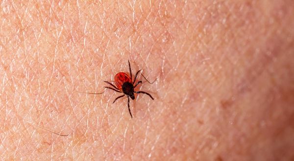 Symptoms of tick-borne diseases