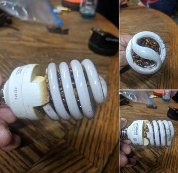 Man Discovers Startling Fire Hazard in Fluorescent Light Bulb