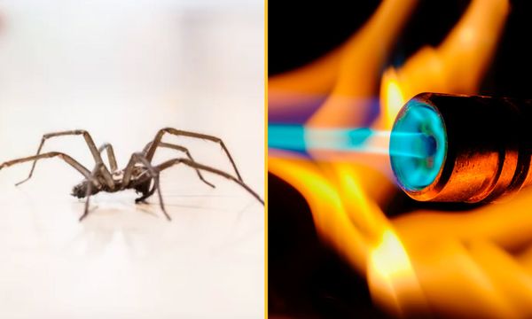 Man Tries To Kill Spider With a Blowtorch and Starts a Massive House Fire