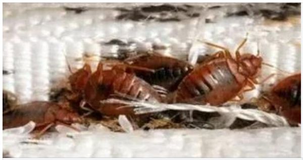 How to Recognize and Identify Bed Bugs