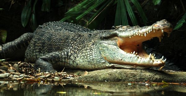 Heartbreaking Discovery: Remains of Missing 12-Year-Old Girl Found After Crocodile Attack