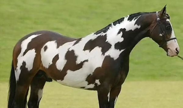 Only Those With High IQs Can Spot the Hidden Horse in This Mind-Bending Optical Illusion