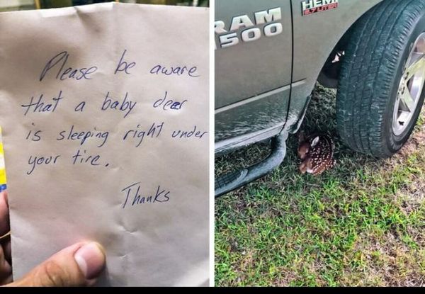 When Wildlife Finds Shelter Under Your Vehicle