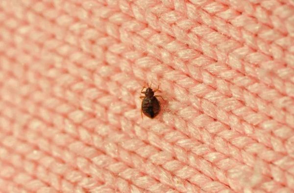 Bed Bug Prevention