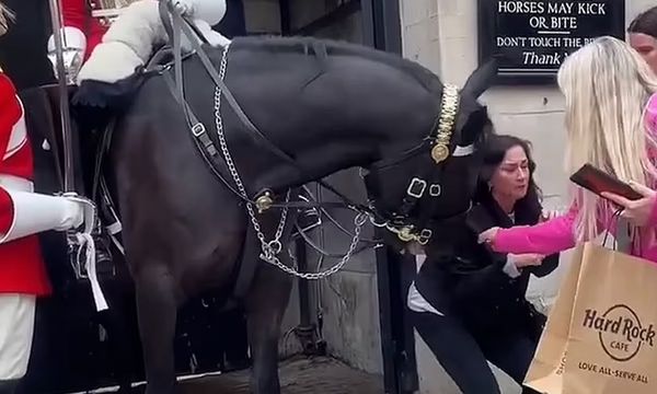 American Tourist Shares Scary Encounter with King’s Guard Horse